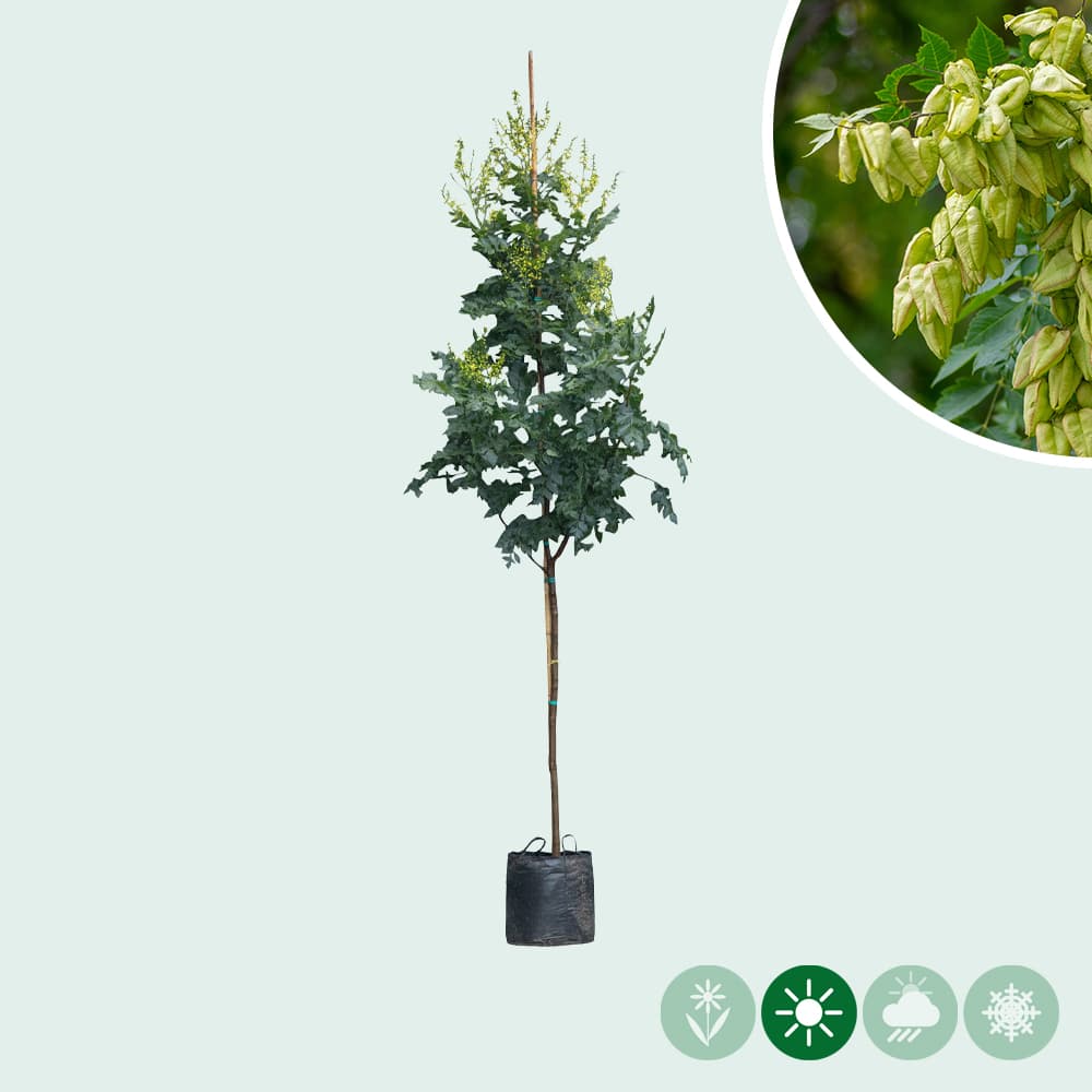 Chinese vernisboom
