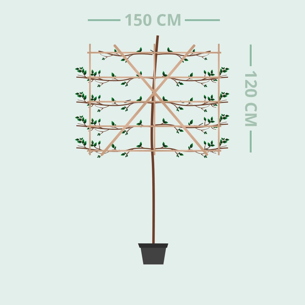 Leiplataan 120 cm