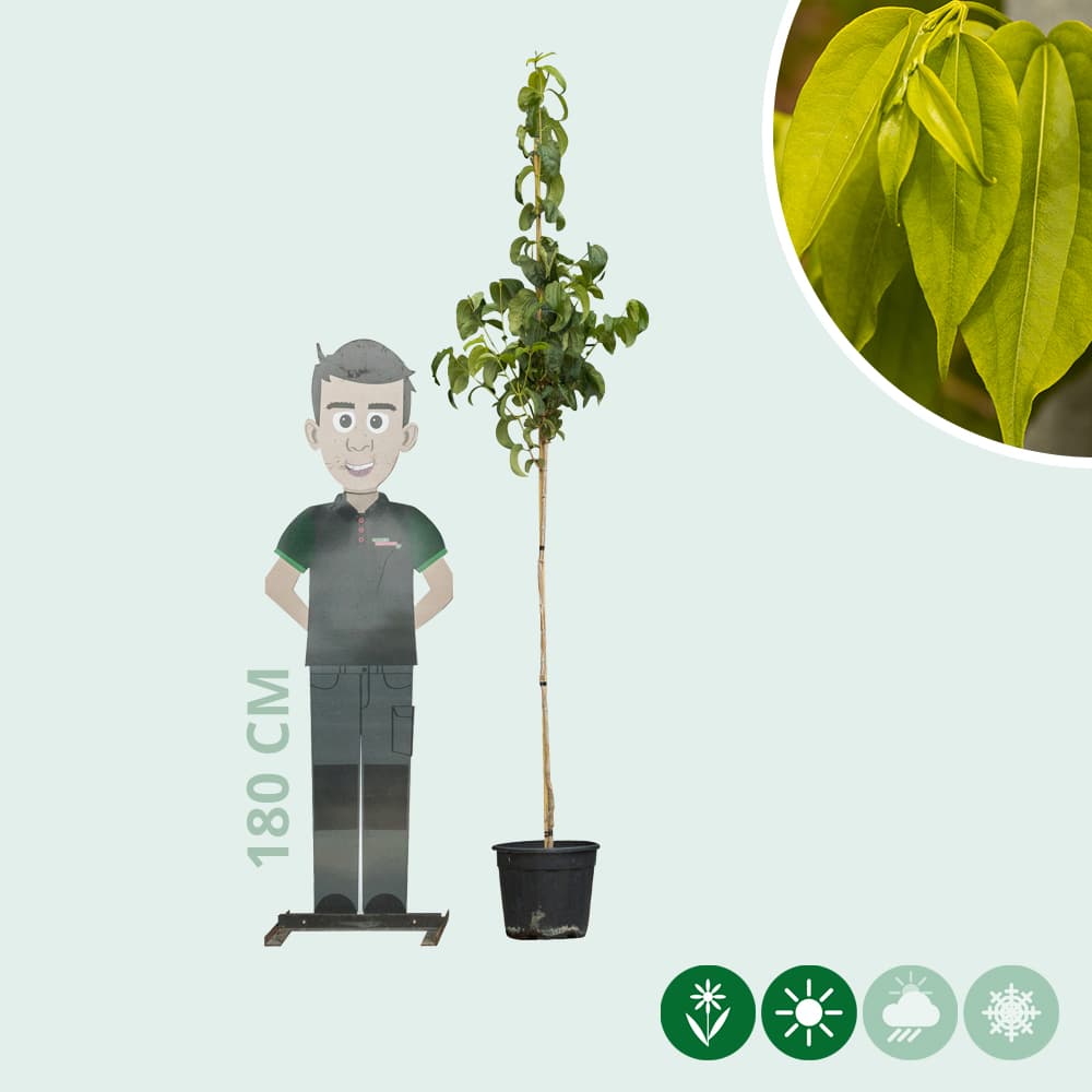 Zevenzonenboom hoogstam 200 cm