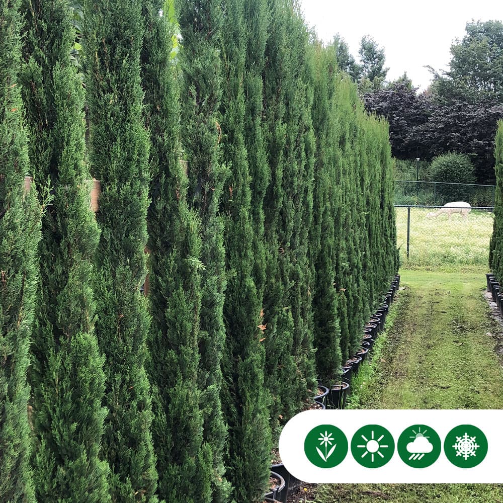 Italiaanse cipresboom 175 cm
