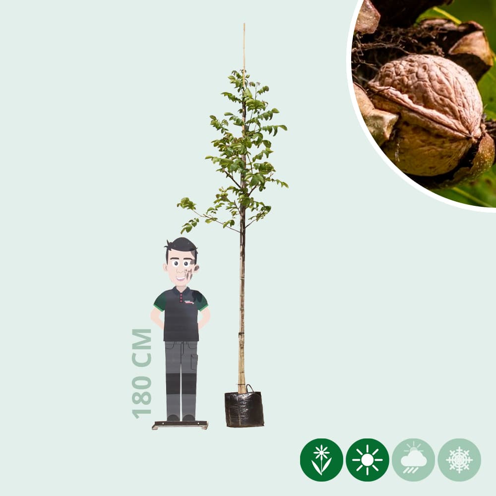 Gewone walnotenboom