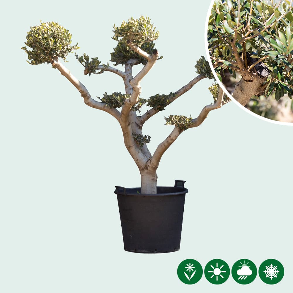 Olijfboom 'Pom Pon'