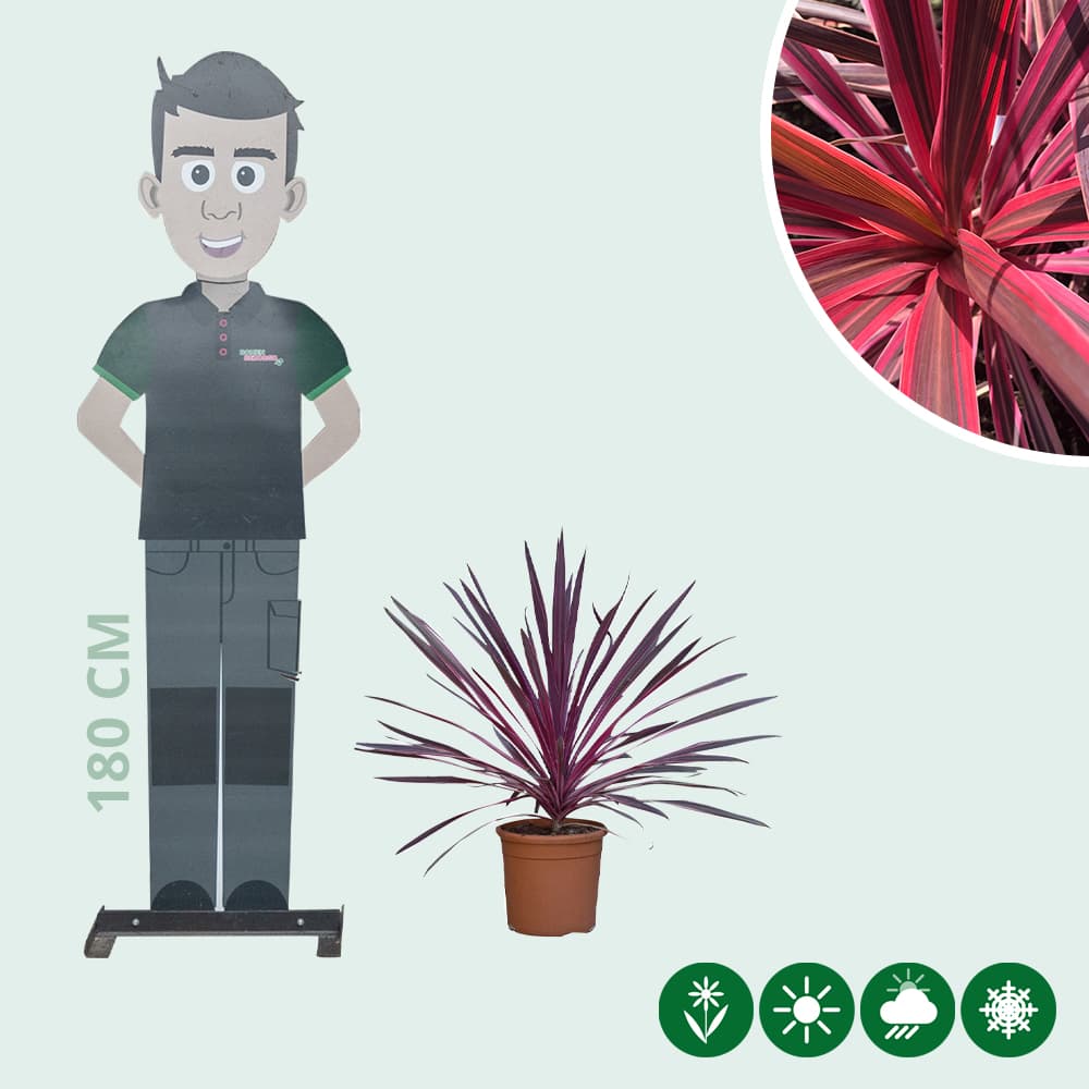 Roze koolpalm
