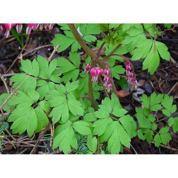Gebroken hartje 'Spectabilis'