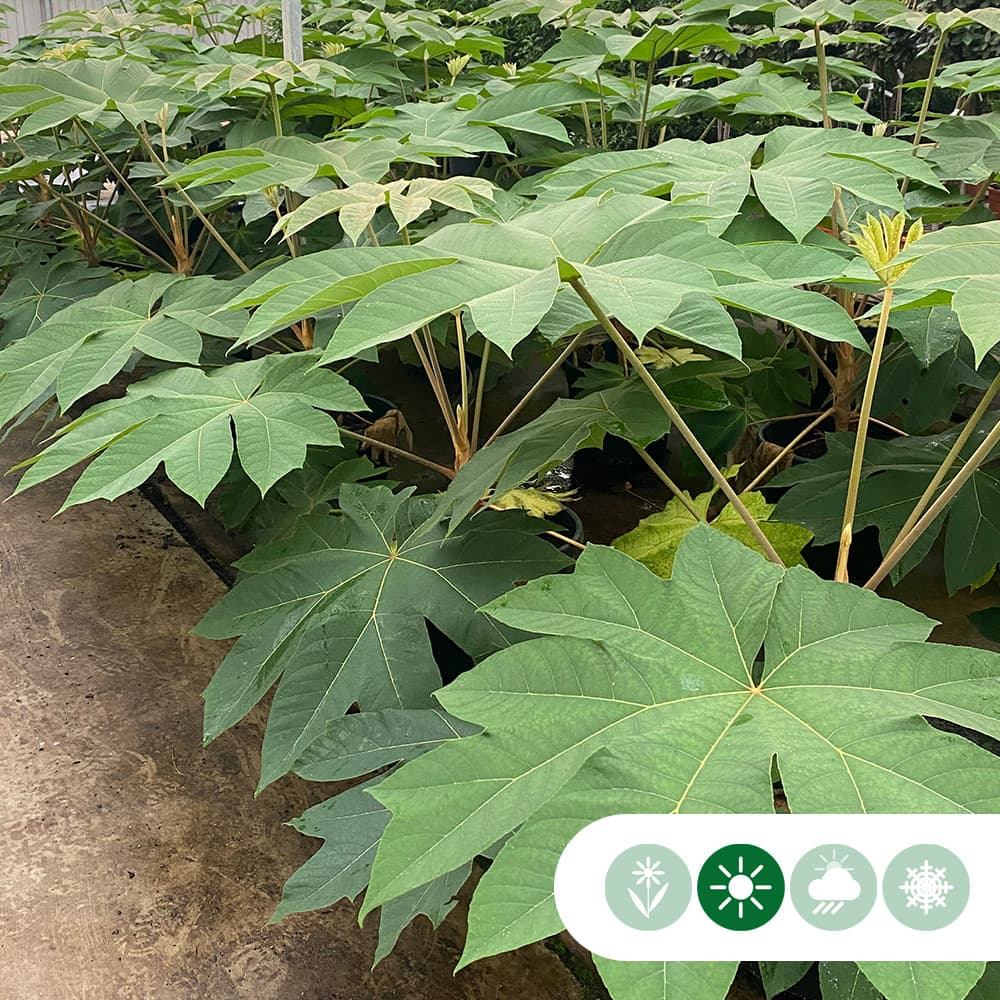 Chinese rijstpapier plant 100 cm