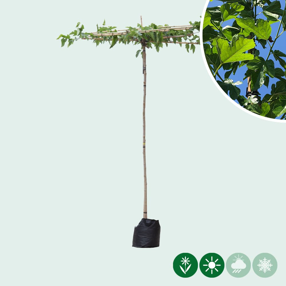 Moerbei vierkant dak 200-220 cm stamhoogte