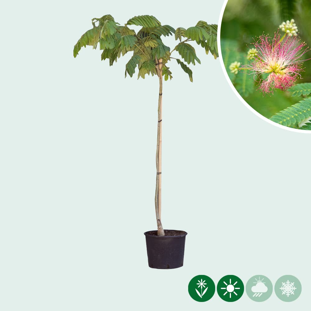 Perzische slaapboom