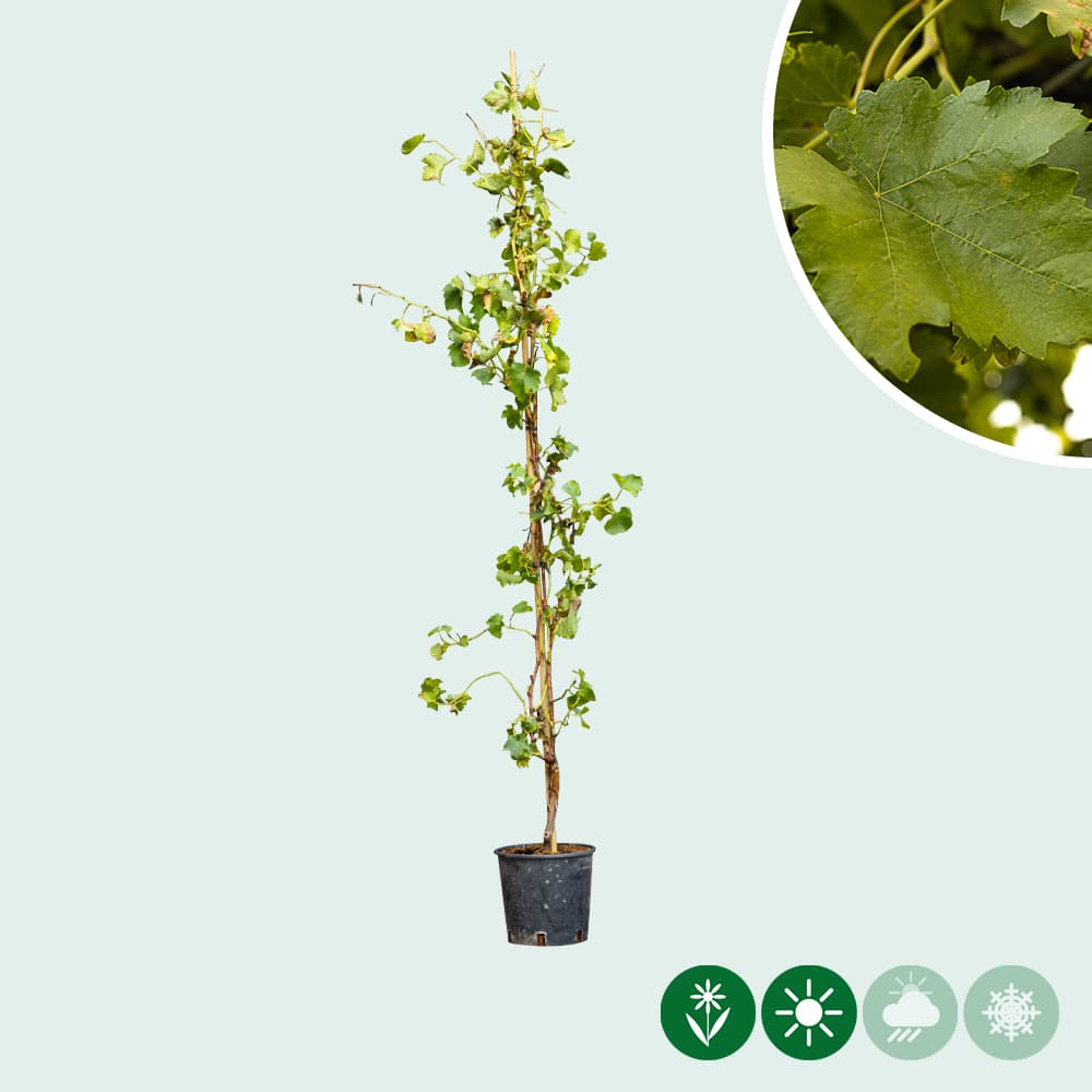 Witte druif op stok