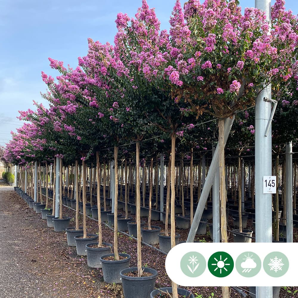 Lagerstroemia 'Rosea Grassi'