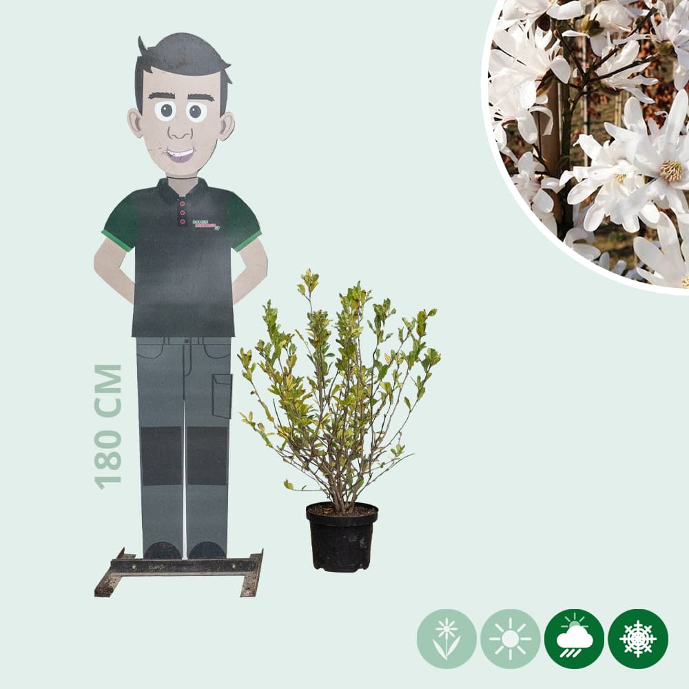Magnolia stellata struik
