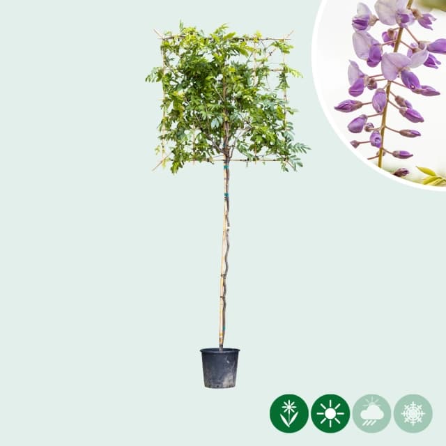 Blauwe regen leiboom