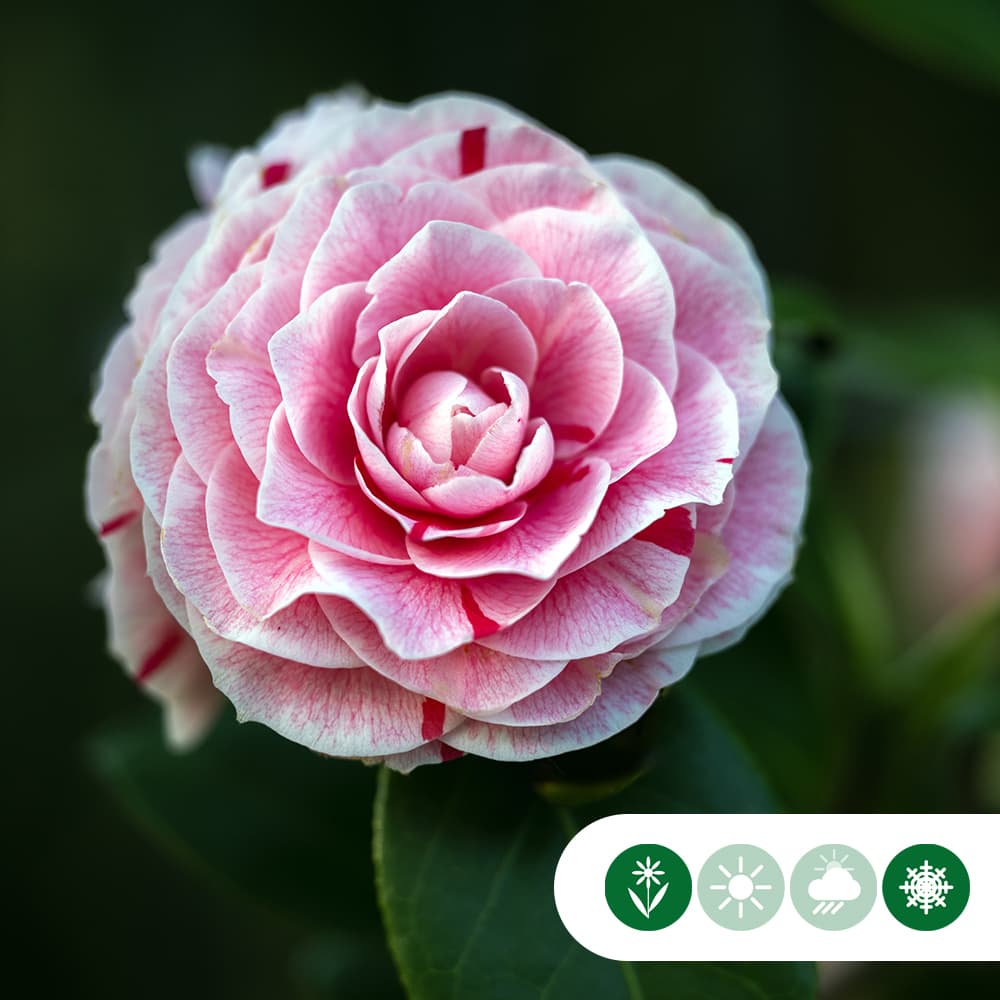 Camellia 'Bonomiana'