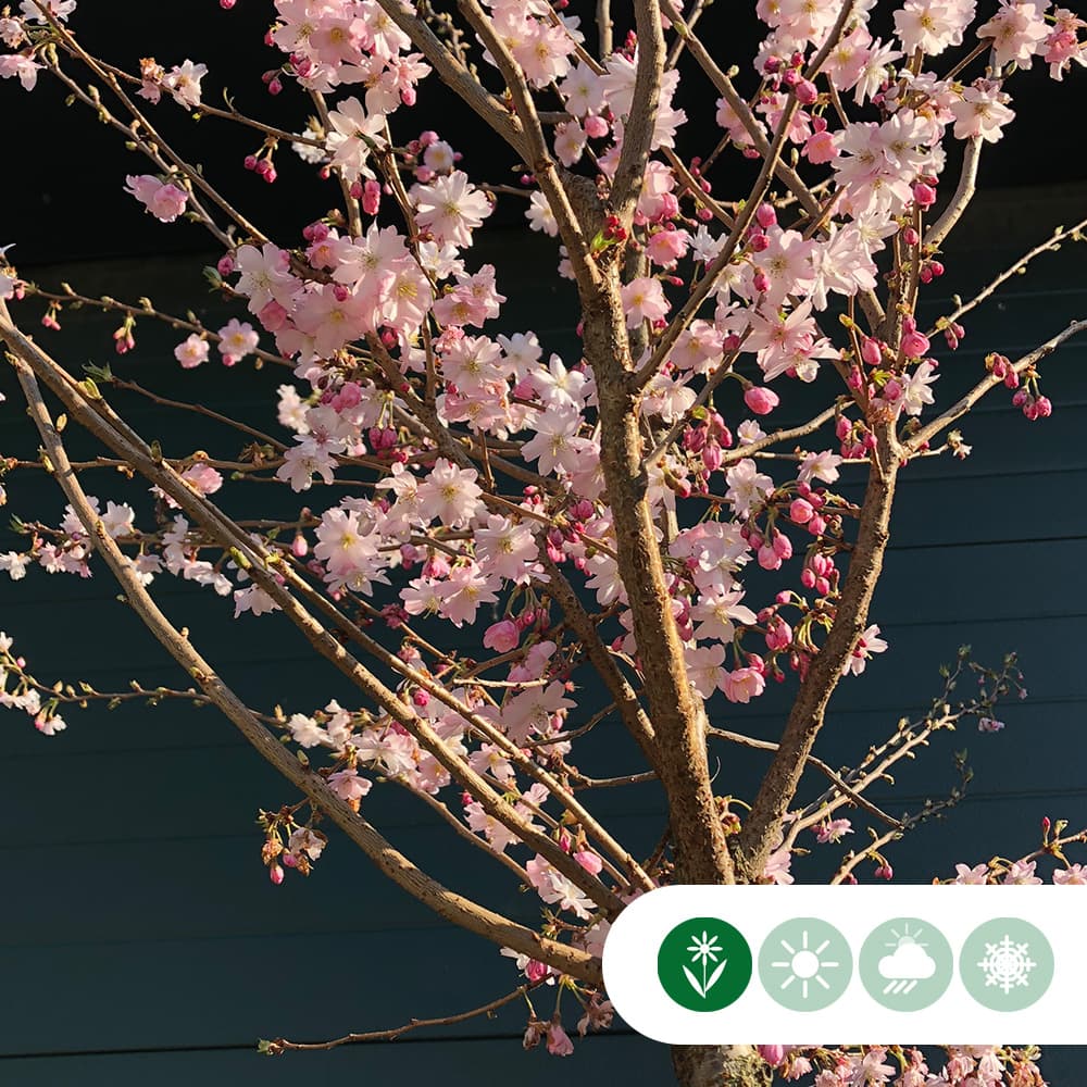 Japanse sierkers 'Autumnalis Rosea'