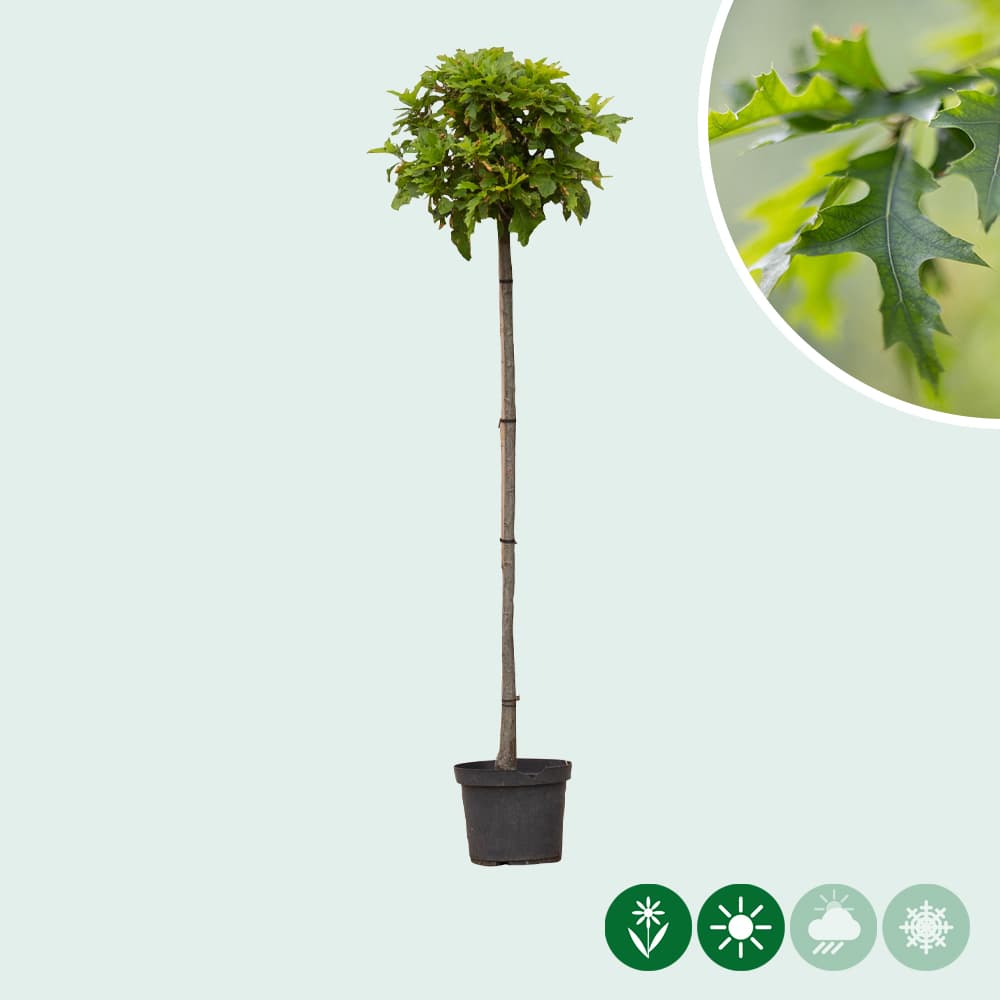Bol Moeraseik 150 cm stamhoogte