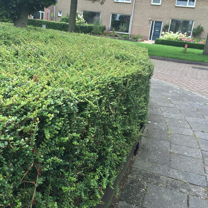 Zuurbes haag 2