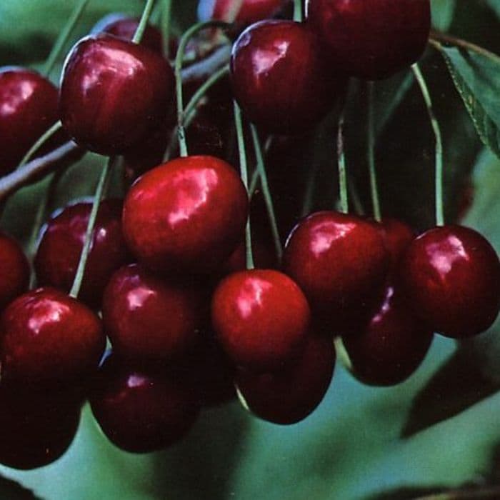 Prunus avium 'Stella'