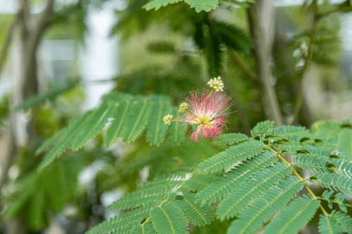 Perzische slaapboom