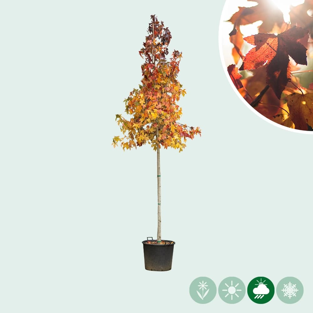 Amberboom