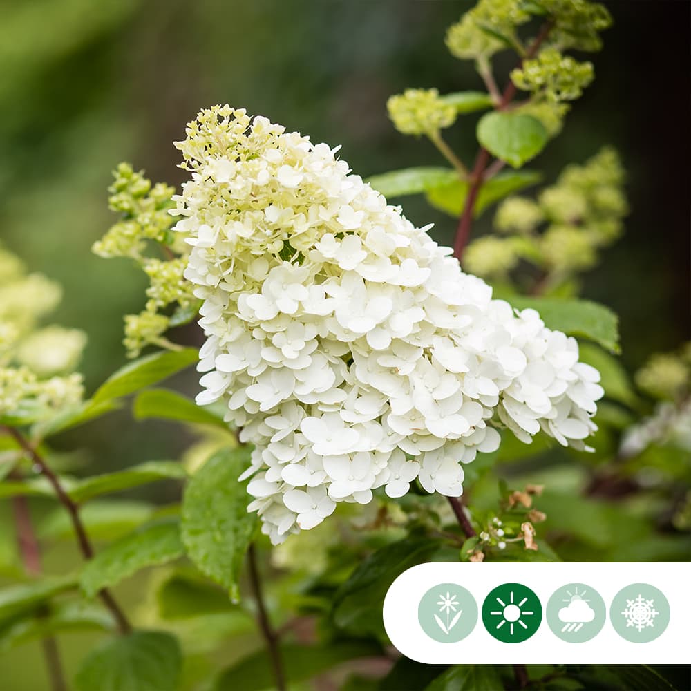 Pluimhortensia Lime Light