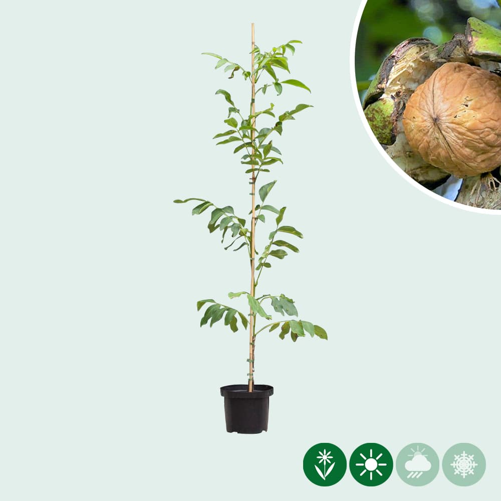 Juglans regia 'Coenen'