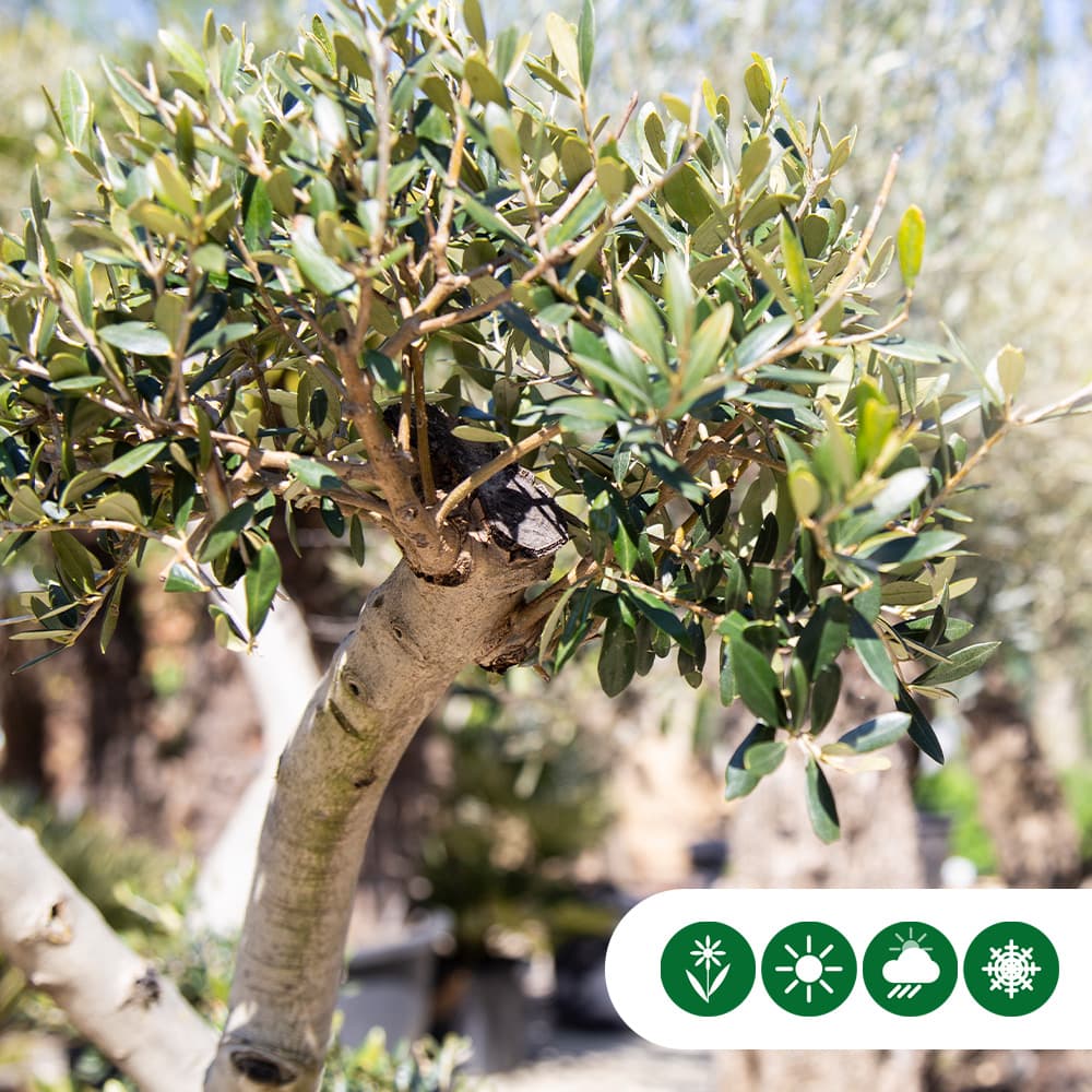 Olijfboom 'Pom Pon'