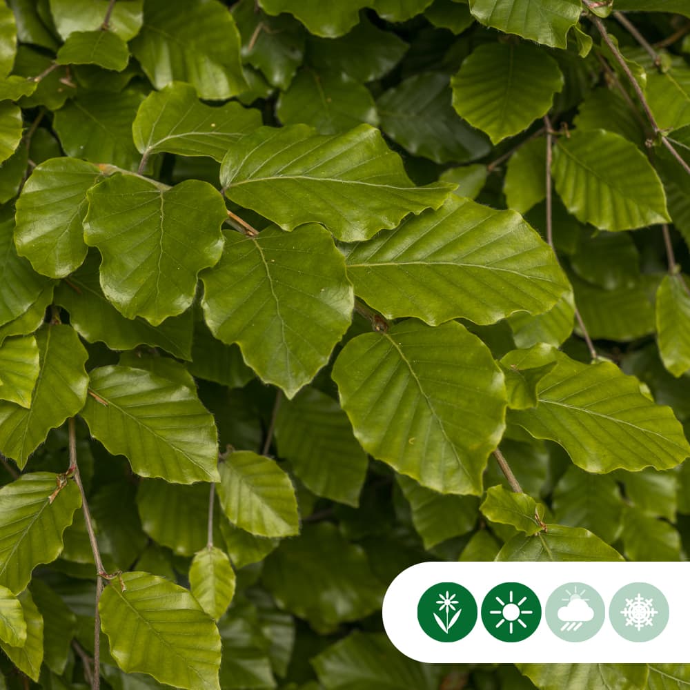 Groene beuk laagstam