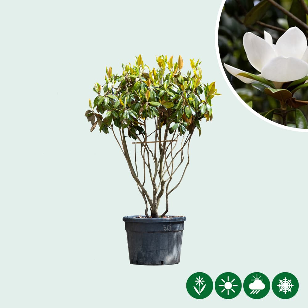 Magnolia grandiflora meerstammig