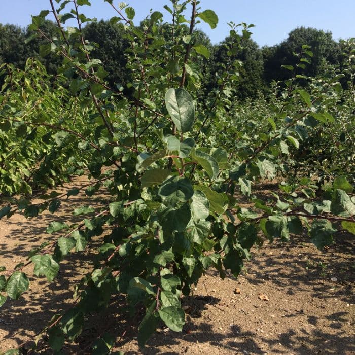 Zoete pruim 'Reine Claude d'Althan'
