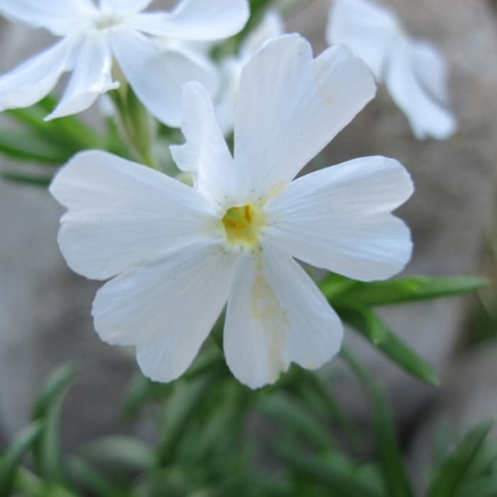 Witte vlambloem(white admiral)