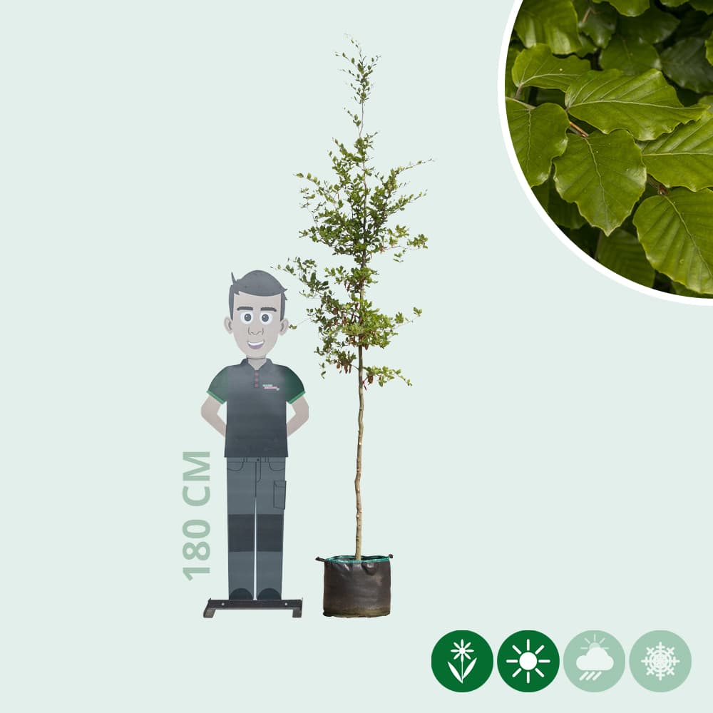 Groene beuk