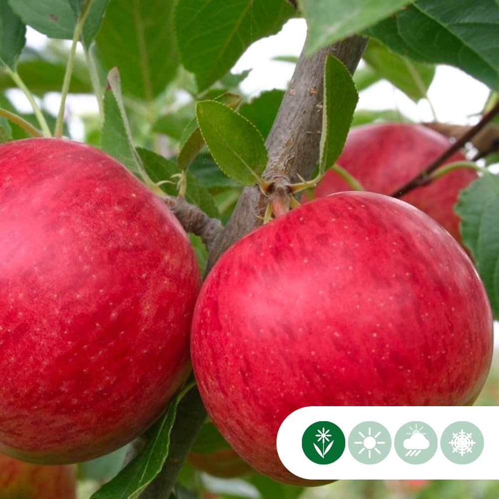 Malus d. 'Ecolette'