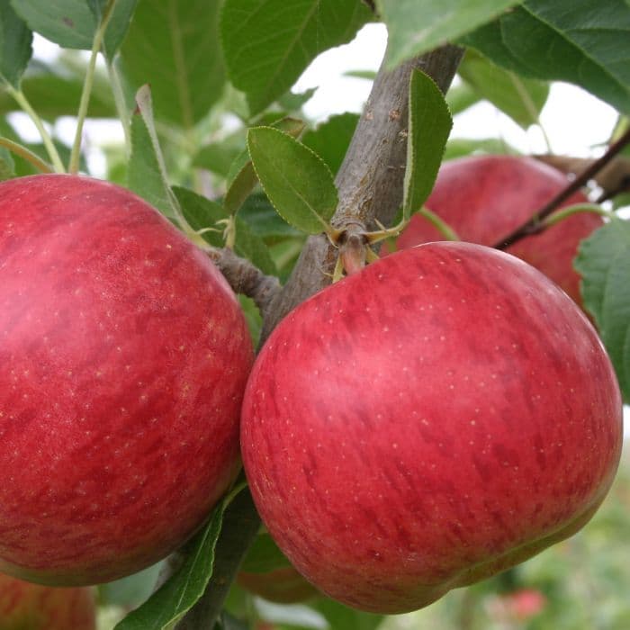 Appelboom Malus domestica 'Ecolette'