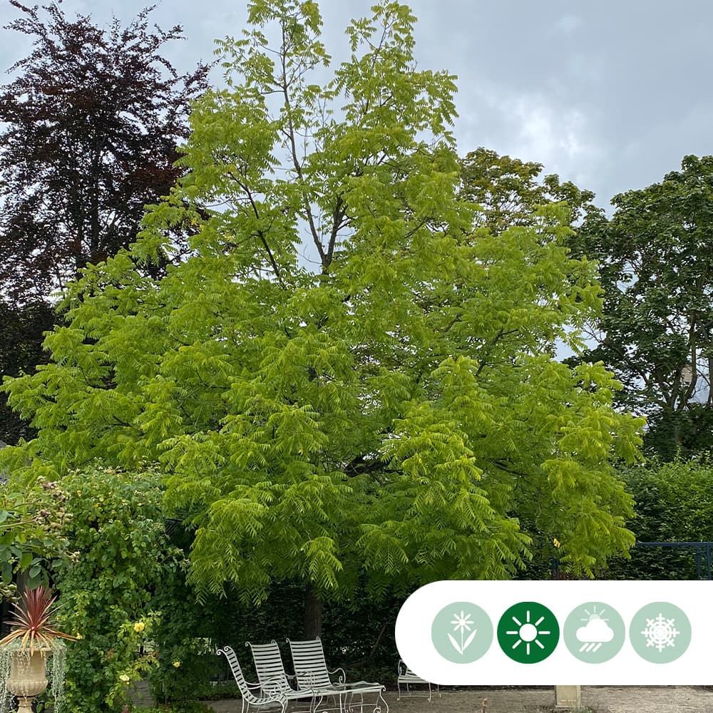 Zwarte walnotenboom