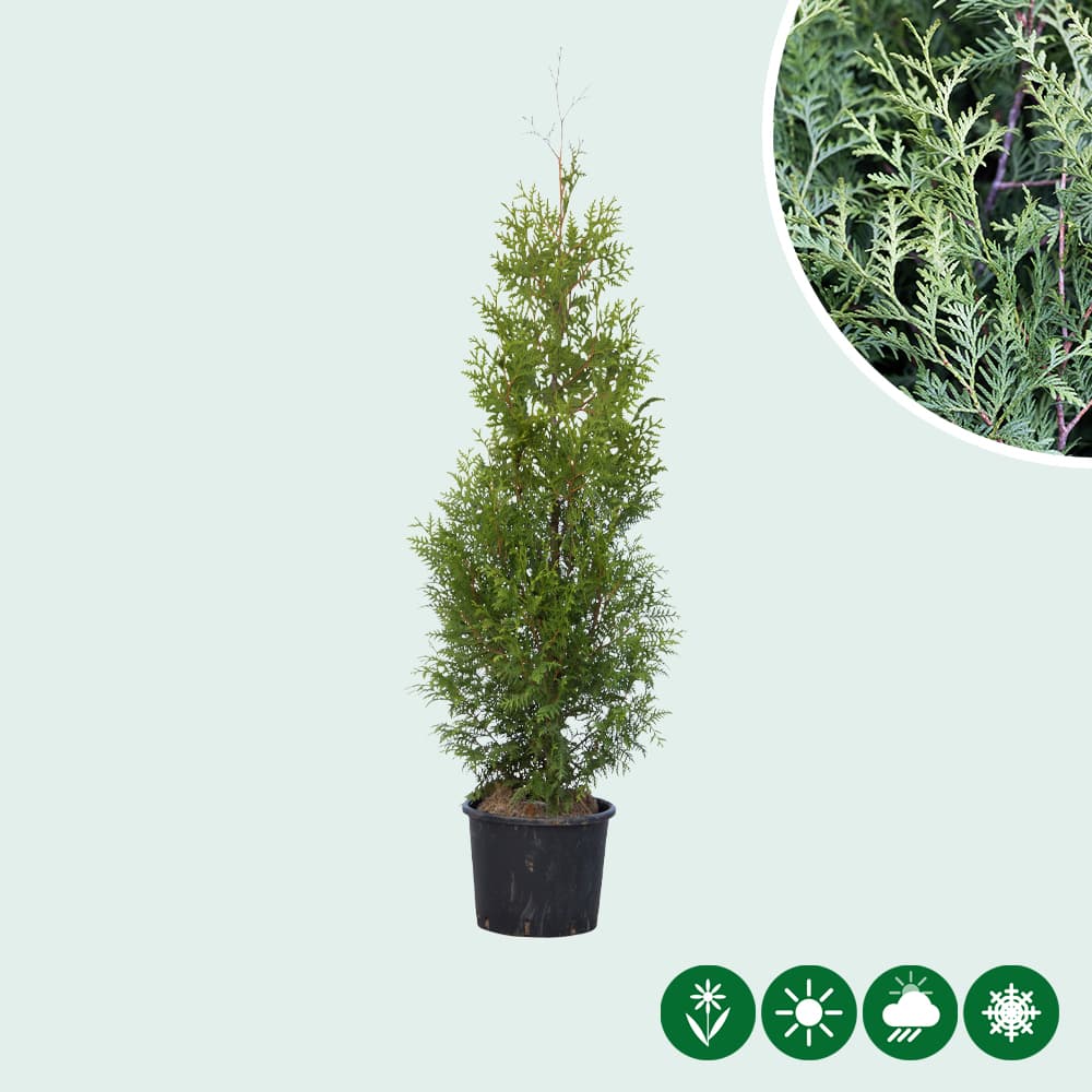 Coniferen 'Brabant' 140 cm