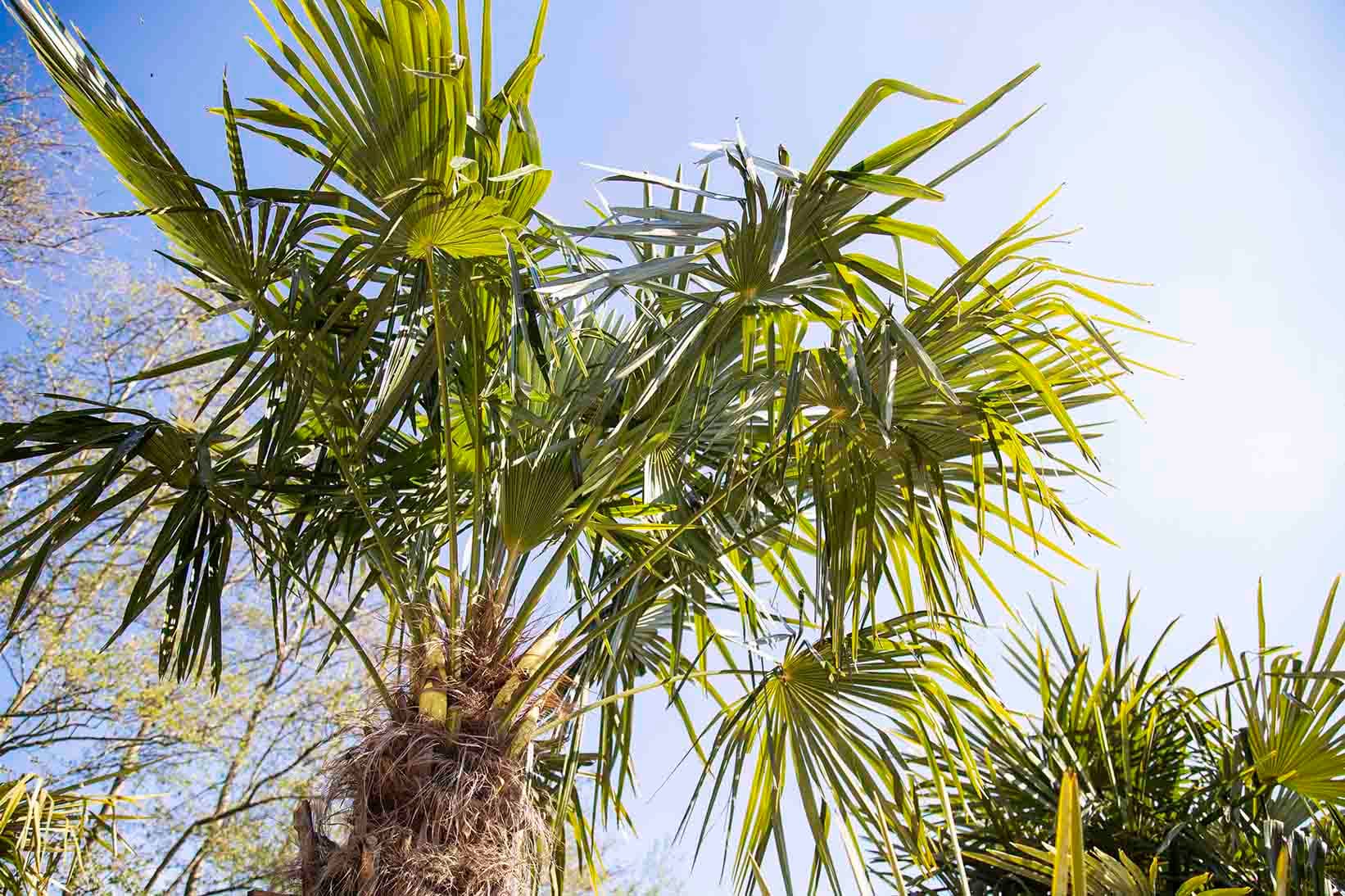 Mediterrane bomen