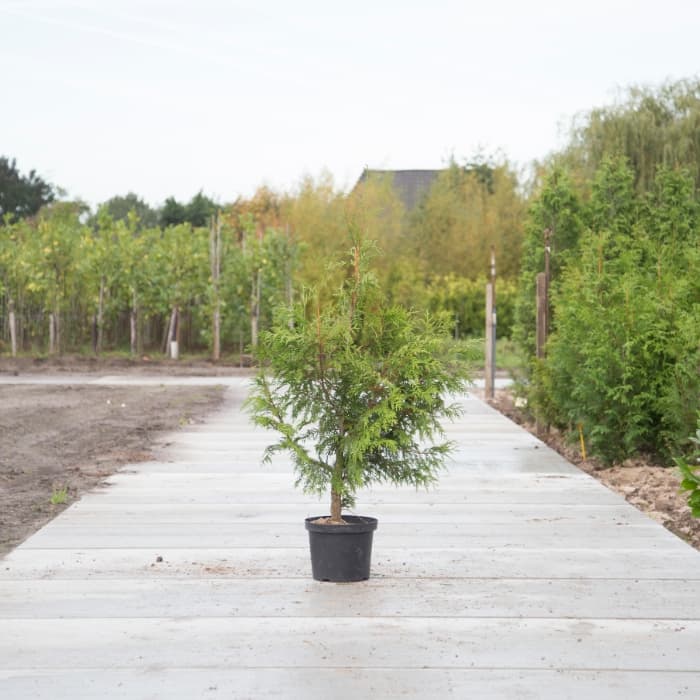 Conifeer 'Excelsa' 120 cm