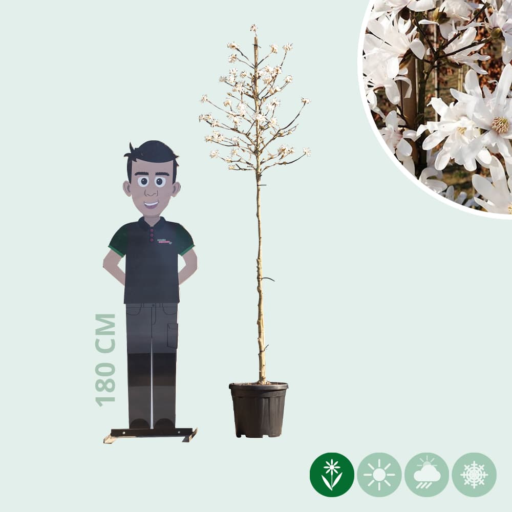 Magnolia stellata
