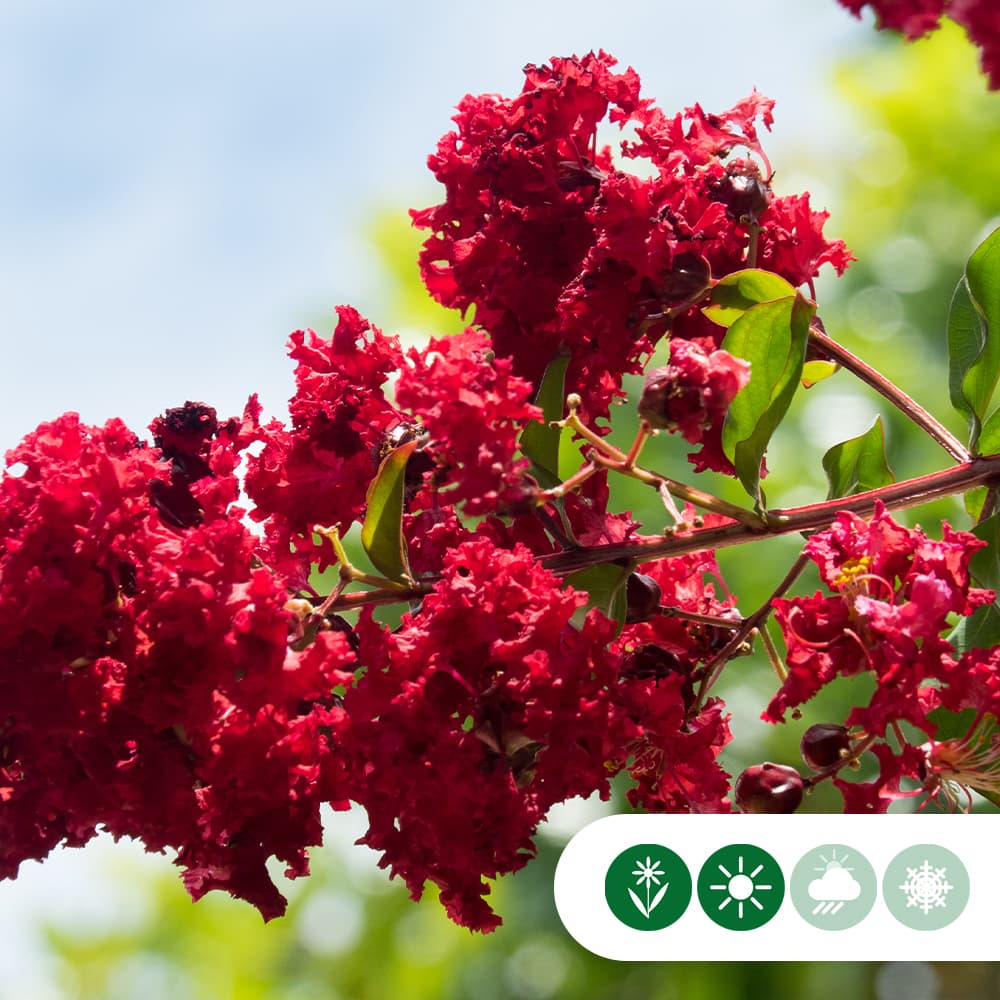 Lagerstroemia Indica 'Dynamite' meerstammig