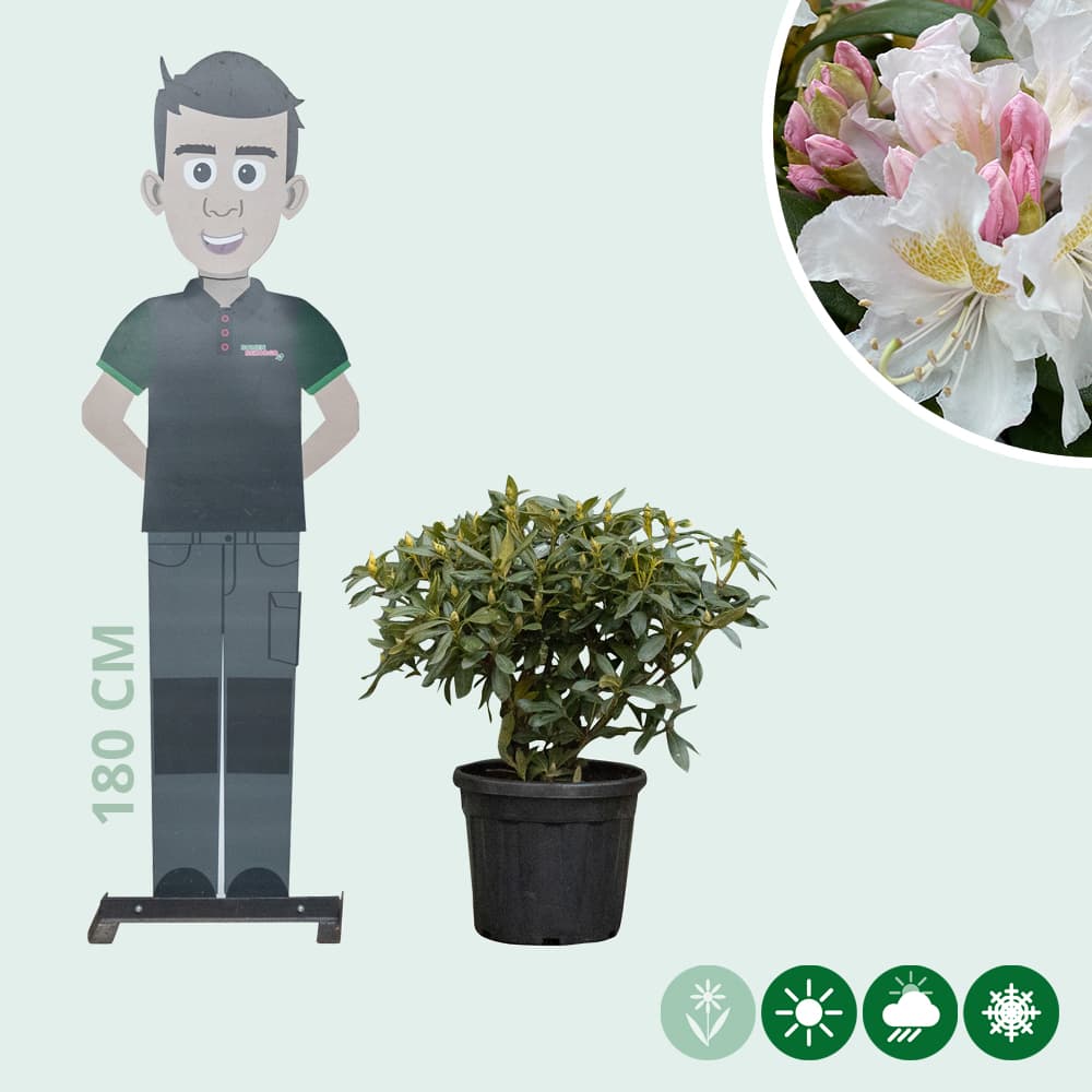 Rhododendron Cunninghams White