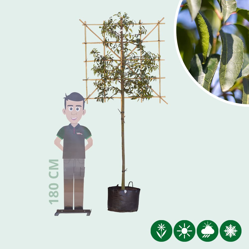 Portugese laurier leiboom 150 cm