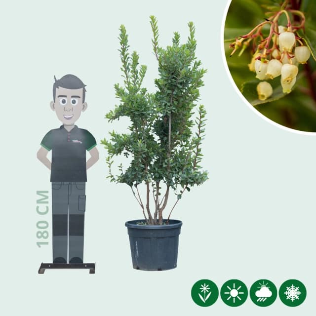 Aardbeienboom meerstammig