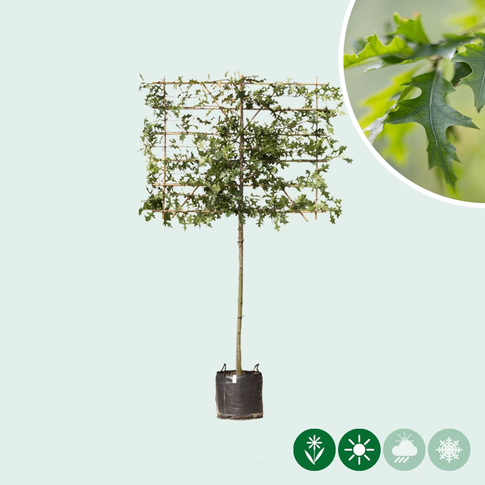 Moeraseik leiboom 150 cm