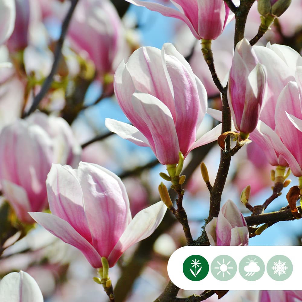 Magnolia soulangeana struik