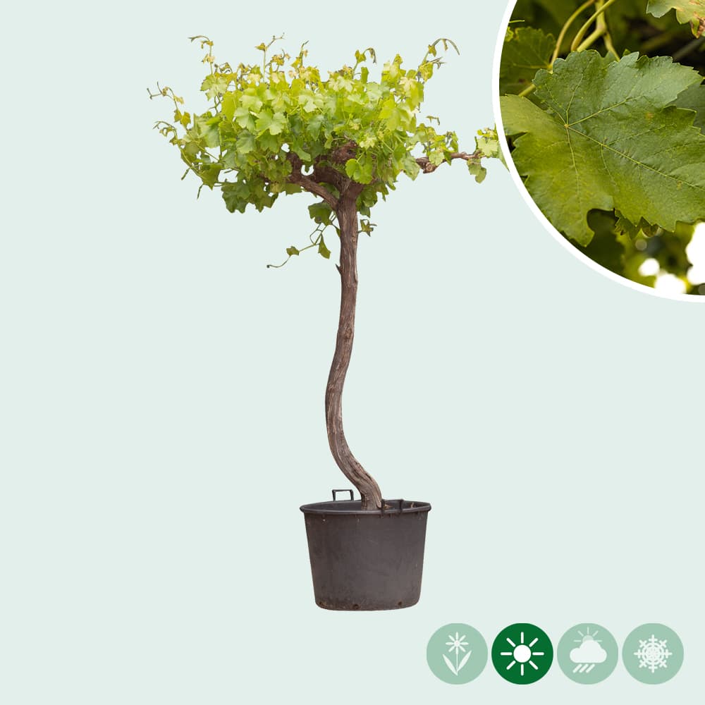 Druivenbomen
