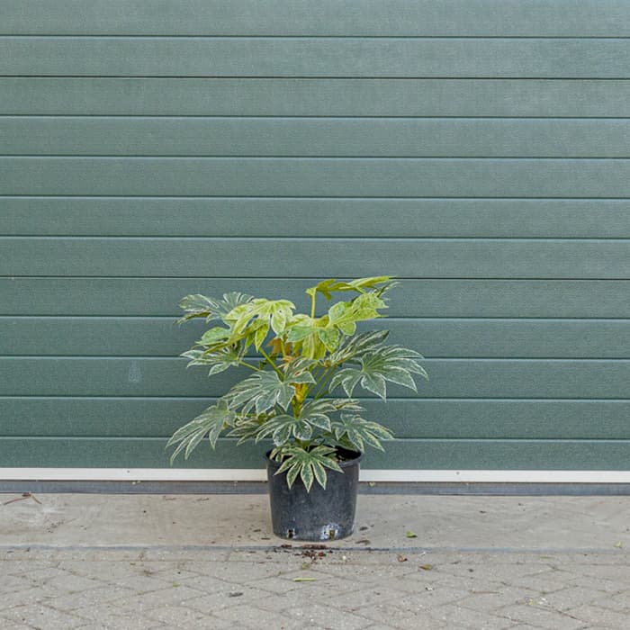 Vingerplanten