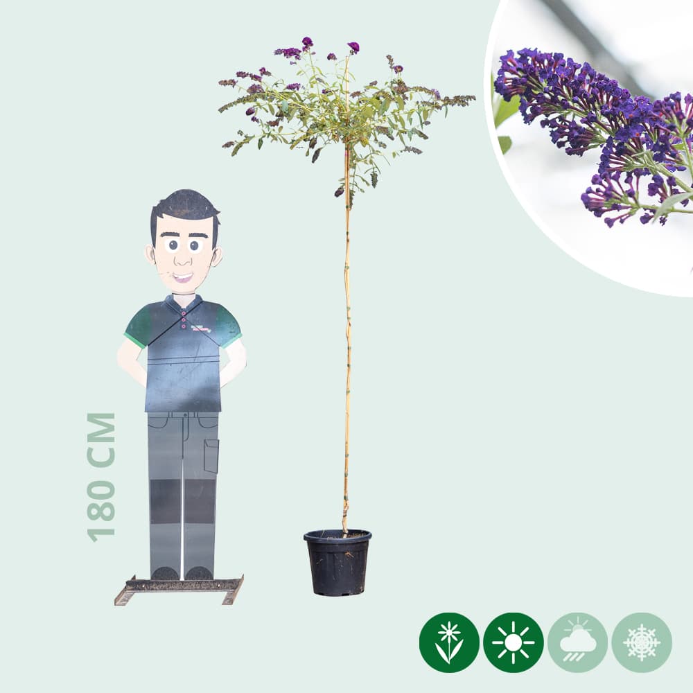 Vlinderstruik Black Knight hoogstam