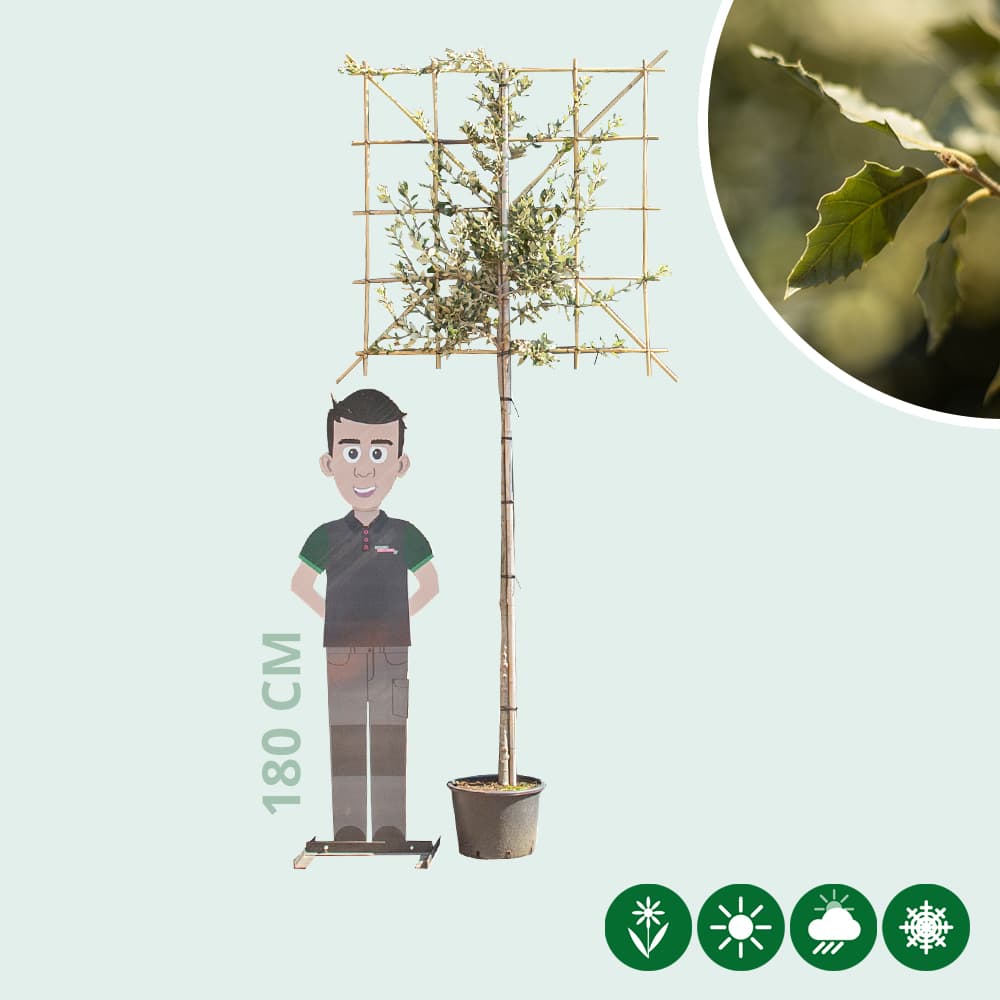 Steeneik leiboom 150 cm