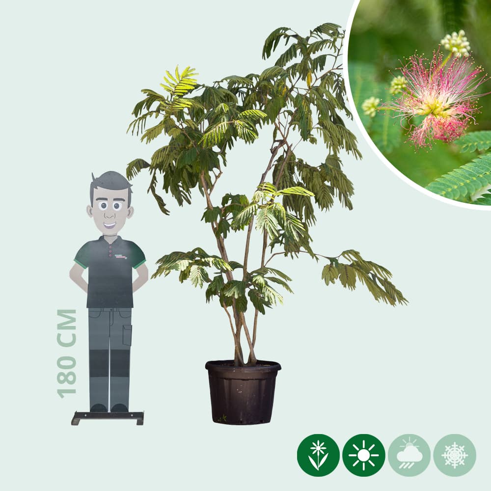 Perzische slaapboom meerstammig