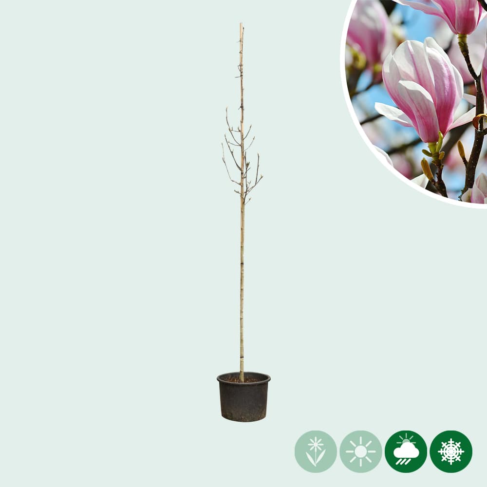 Magnolia soulangeana op stam