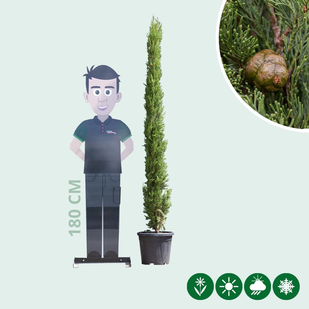 Italiaanse cipresboom 175 cm